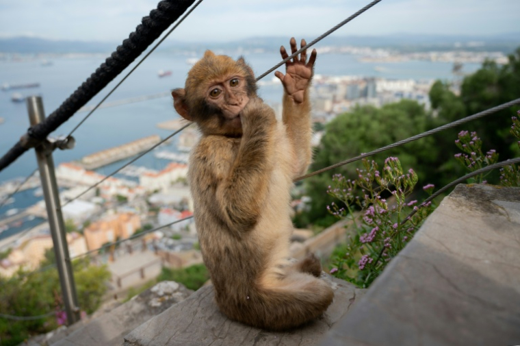 Un macaque à Gibraltar le 6 mai 2026 ( AFP / JORGE GUERRERO )