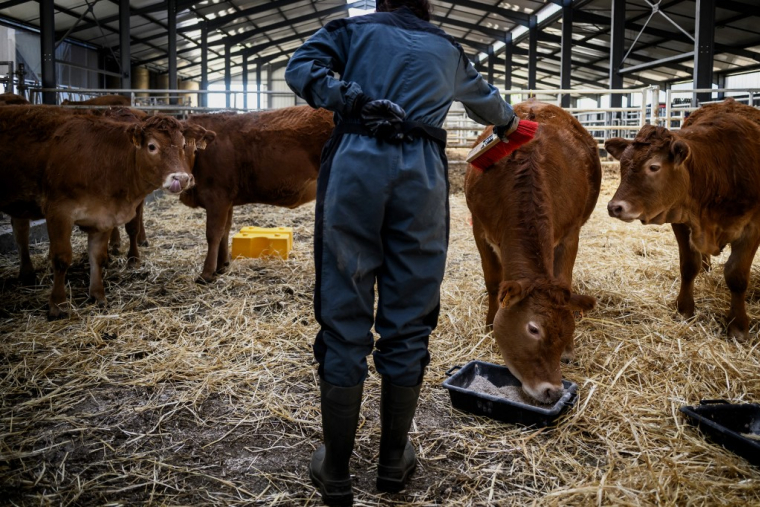 Photo d'illustration ( AFP / JEFF PACHOUD )