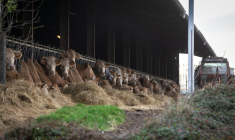 Des vaches dans leur étable avant l'abattage de ce troupeau de 200 têtes, après la détection d’un cas de dermatose nodulaire contagieuse, dans l'Ariège le 10 décembre 2025 ( AFP / Matthieu RONDEL )