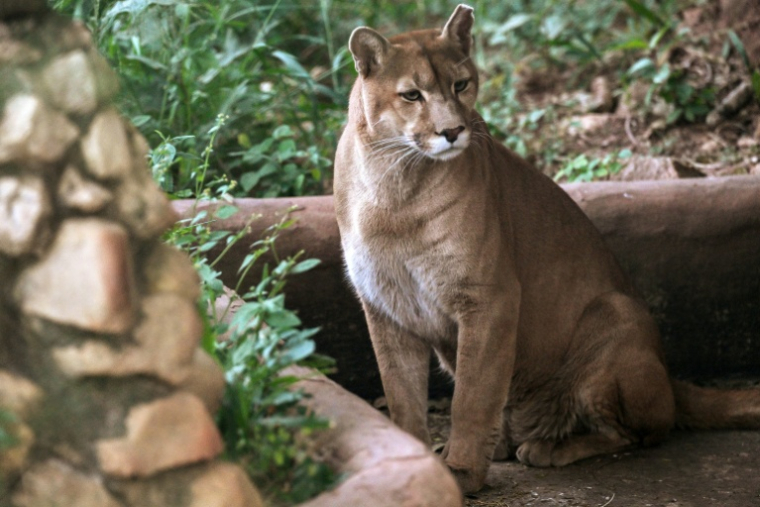 Un puma dans un enclos de l'association Mata Ciliar, une organisation pour la conservation de la biodiversité, à Jundiai, dans l'État de Sao Paulo, au Brésil, le 29 mai 2025 ( AFP / Nelson ALMEIDA )