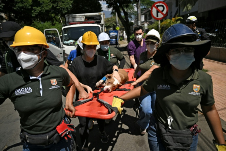 Une chienne est évacuée après avoir été secourue sous les décombres à Cali, en Colombie, le 13 août 2026, trois jours après un séisme de magnitude 7,4 ( AFP / Raul ARBOLEDA )