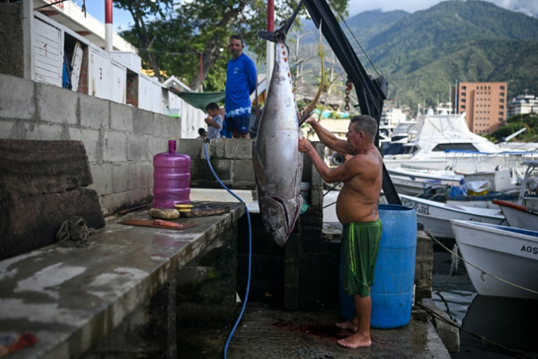 Un pêcheur nettoie un thon dans un port de Caraballeda, dans l'État de La Guaira, au Venezuela, le 24 septembre 2025 ( AFP / Federico PARRA )