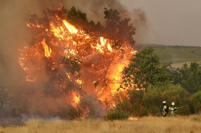 Un arbre s'embrase alors que les pompiers tentent d'éteindre un incendie près de Losacio, au nord de Zamora, en Espagne, le 12 août 2025 ( AFP / CESAR MANSO )
