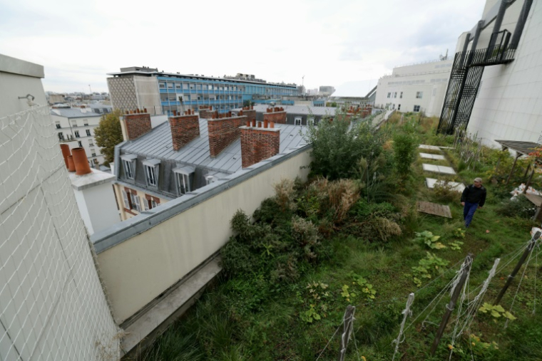 Un potager sur le toit de l'Opéra Bastille géré par la société agricole Topager, le 25 septembre 202 à Paris  ( AFP / Thomas SAMSON )