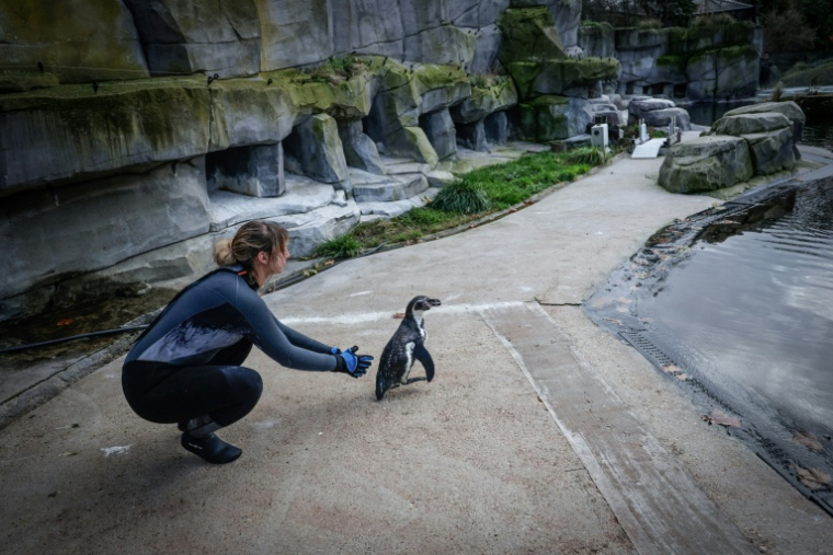 Un manchot de Humboldt relâché dans son enclos après avoir été vacciné au parc zoologique de Paris, le 2 décembre 2025 ( AFP / STEPHANE DE SAKUTIN )