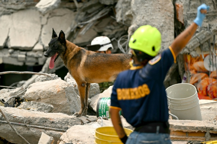 Un chien de l'armée colombienne participe aux recherches de survivants du séisme, à Pereira, en Colombie, le 12 août 2026 ( AFP / Luis ACOSTA )