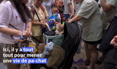 Concours de beauté et aliments premium: les chats, stars d'un salon à Hong Kong
