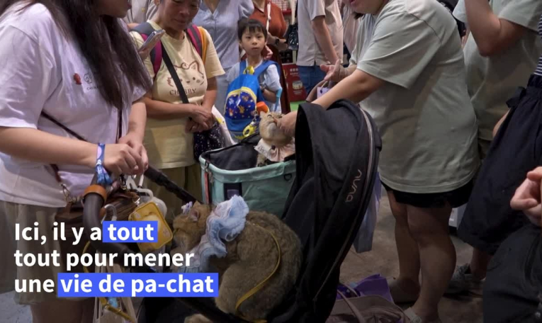 Concours de beauté et aliments premium: les chats, stars d'un salon à Hong Kong