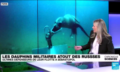 Guerre en Ukraine : des dauphins chargés d'espionner pour la Russie
