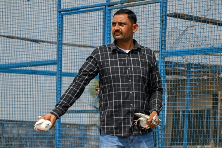 L'éleveur Pyara Singh s'apprête à lâcher deux pigeons à l'extérieur de leur volière dans le village frontalier de Pangali, près de la ligne de contrôle (LoC), dans le district de Jammu, le 3 mai 2025 en Inde ( AFP / Punit PARANJPE )