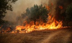 Un incendie de forêt ravageant des arbres dans la région de Béotie, à l'ouest d'Athènes, le 2 août 2026 ( AFP / Aris Oikonomou )