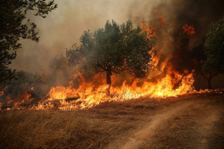 Un incendie de forêt ravageant des arbres dans la région de Béotie, à l'ouest d'Athènes, le 2 août 2026 ( AFP / Aris Oikonomou )