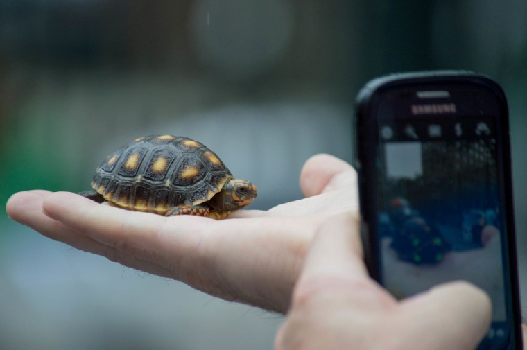 Les enchères sur la 5G repoussées vers mars 2020 (Crédits photo : Flickr - joseph Schneider )