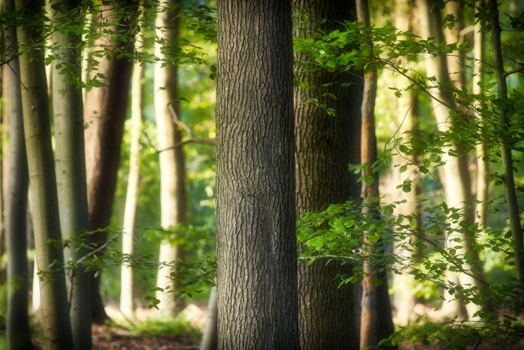 Une agence immobilière du Calvados a acheté une forêt pour ses clients. (illustration) (Pixabay)