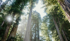 La forêt, terre d'avenir pour votre épargne