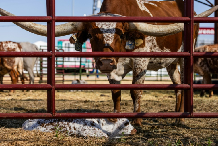 Une vache à longues cornes (race Texas Longhorn) au-dessus de son veau, le 4 septembre 2026 à la foire d'Etat du Nebraska, à Grand Island (Etats-Unis) ( AFP / Austin Johnson )