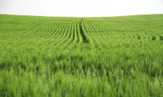 Seize pays sont favorables à une réautorisation de dix ans du glyphosate, dix s'y opposent alors que l'Allemagne et Portugal se sont abstenus. (crédit : Alan Levine)