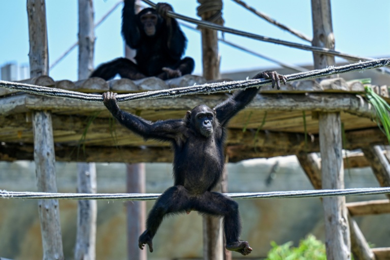 Des chimpanzés dans un enclos au centre Vantara de sauvetage et de conservation de la faune, le 25 septembre 2026 à Jamnaga, en Inde ( AFP / Punit PARANJPE )