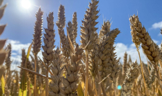 ( AFP / DENIS CHARLET )