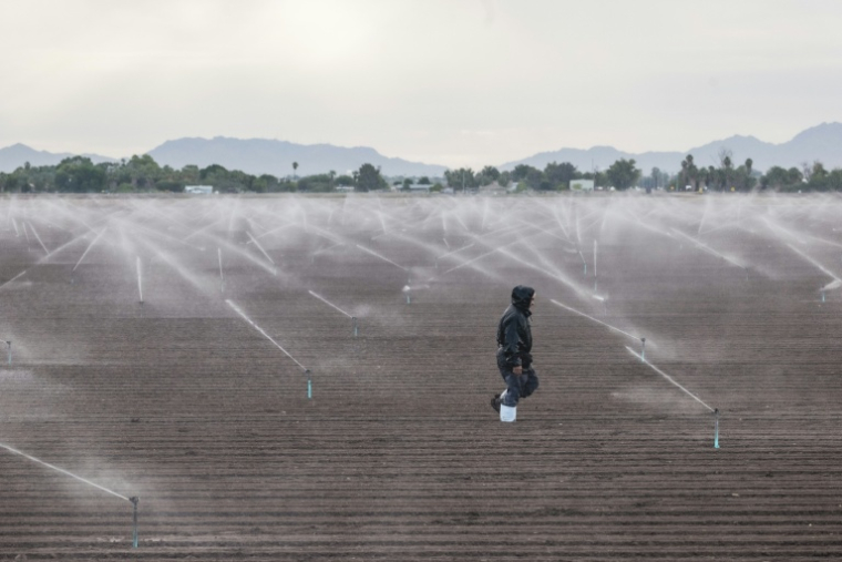 Un ouvrier agricole marche dans un champ près de Somerton, en Arizona, le 18 octobre 2026 ( AFP / Olivier Touron )