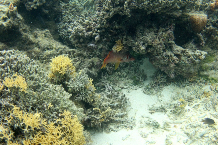 Un poisson nage parmi des coraux sains dans les eaux du parc de biodiversité marine de Naidiri, une zone marine protégée, près de Nadi, le 5 octobre 2026 aux Fidji ( AFP / STRINGER )