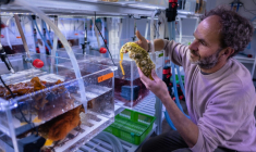 Le biologiste Fabrice Pernet, chercheur à l'Ifremer, examine une huître dans son laboratoire à Landunvez, en Bretagne, le 7 mai 2025 ( AFP / Fred TANNEAU )