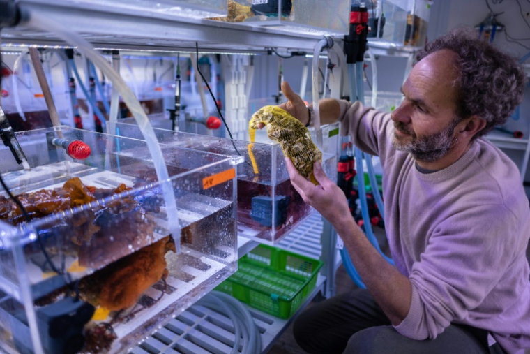 Le biologiste Fabrice Pernet, chercheur à l'Ifremer, examine une huître dans son laboratoire à Landunvez, en Bretagne, le 7 mai 2025 ( AFP / Fred TANNEAU )
