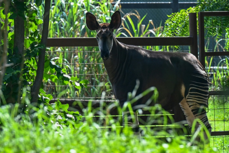 Un okapi dans un enclos au centre Vantara de sauvetage et de conservation de la faune, le 25 septembre 2026 à Jamnaga, en Inde ( AFP / Punit PARANJPE )