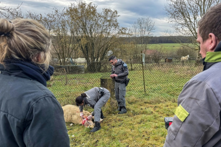 Des membres de l'Office français de la biodiversité (OFB) effectuent des prélèvements après une attaque imputée au loup dans un élevage de moutons à Chaumont-la-Ville, dans le nord-est de la France, le 23 janvier 2026 ( AFP / Benjamin BOULY RAMES )