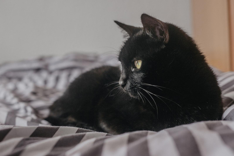 Un propriétaire ne peut interdire à son locataire d'avoir un animal de compagnie. (illustration) (Eduardovieiraphoto / Pixabay)