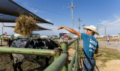 Keir Albert, un éleveur du Nebraska, jette de la paille à une vache à longues cornes, le 4 septembre 2026 à la foire d'Etat du Nebraska à Grand Island (Etats-Unis) ( AFP / Austin Johnson )
