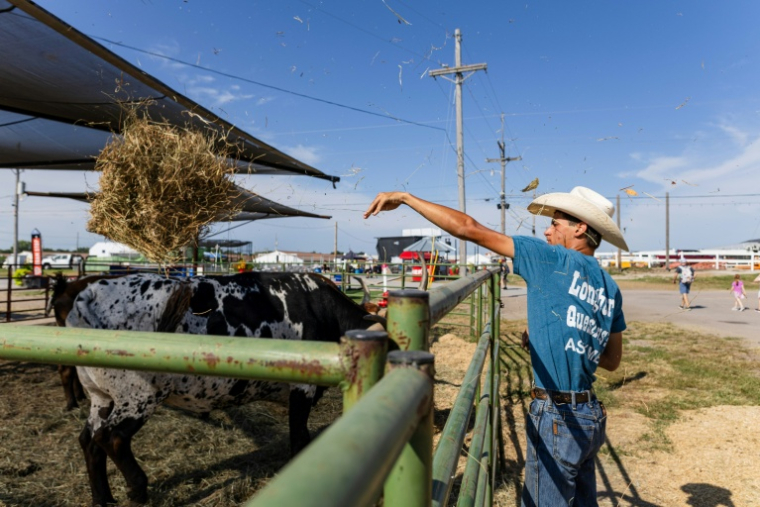 Keir Albert, un éleveur du Nebraska, jette de la paille à une vache à longues cornes, le 4 septembre 2026 à la foire d'Etat du Nebraska à Grand Island (Etats-Unis) ( AFP / Austin Johnson )