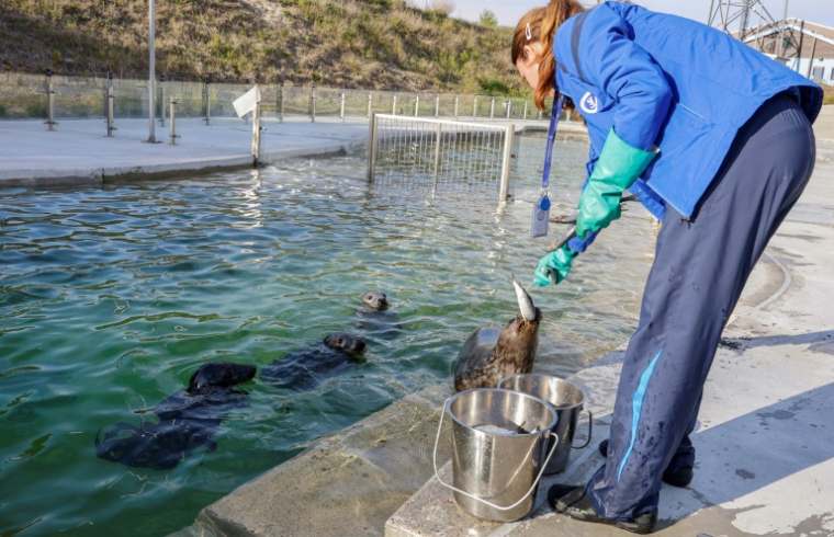 Une soitneuse nourrit des bébés phosques gris dans une piscine du centre de réhabilitation des animaux de la mer Baltique à Klaipeda, le 24 mai 2025 en Lituanie ( AFP / Petras Malukas )