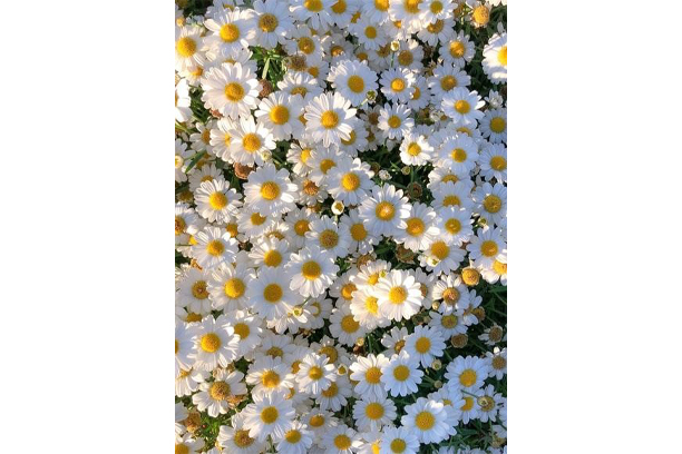 Rhume, comment se soigner avec les plantes ?