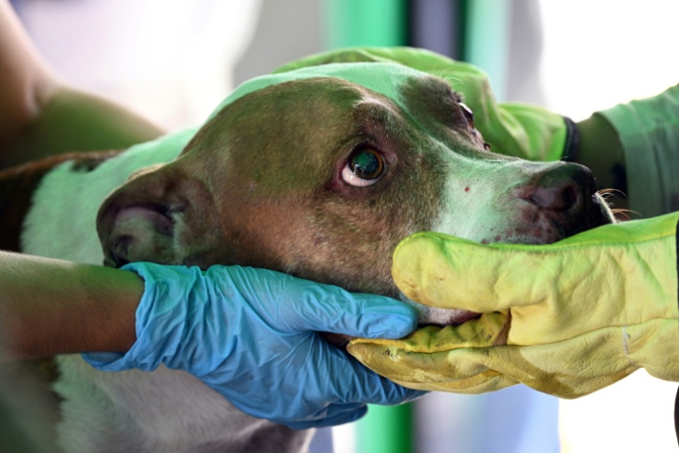 Un chien sorti des décombres après le séisme en Colombie est soigné, à Cali, le 13 août 2026 ( AFP / Raul ARBOLEDA )