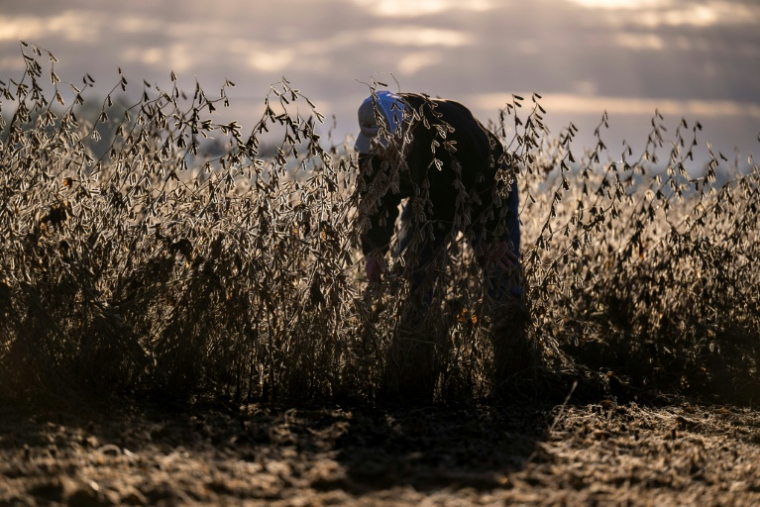 L'agriculteur Travis Hutchison dans un champ de soja à Cordova, dans le Maryland, le 10 octobre 2025 ( AFP / ROBERTO SCHMIDT )