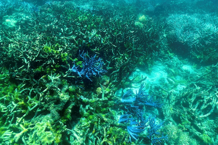 Cette photo prise le 7 mars 2022 montre l'état actuel des coraux sur la Grande Barrière de corail, au large des côtes de l'Etat australien du Queensland (nord-est) ( AFP / Glenn NICHOLLS )