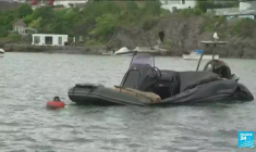 Norvège : Freya, une jeune femelle morse défraie la chronique