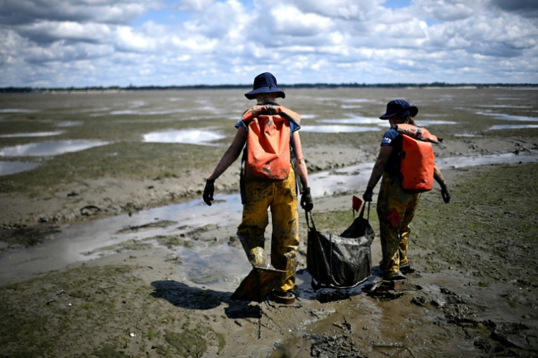 Des scientifiques de l'OFB portent un sac contenant des zostères collectées sur l'estran de l'Île aux Oiseaux lors d'une opération pour lutter contre l'érosion et l'ensablement du Bassin d'Arcachon, le 13 mai 2025 en Gironde ( AFP / Christophe ARCHAMBAULT )