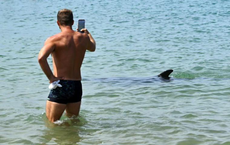 Un homme prend une photo d'une dauphine nageant dans la baie de Saint-Jean-de-Luz, dans les Pyrénées-Atlantiques, le 24 avril 2026  ( AFP / Gaizka IROZ )