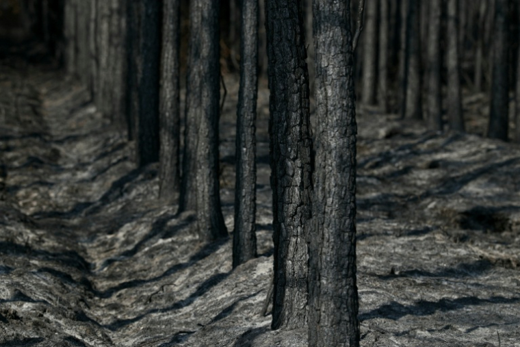 Des arbres calcinés à Marcheprime, à l'ouest de Bordeaux, le 30 juillet 2026 ( AFP / Alain JOCARD )