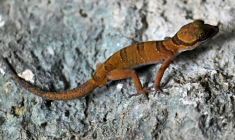 Un gecko photographié le 22 juillet 2025 dans une chambre d'hôtel de Phnom Proek, dans la province de Battambang, au Cambodge  ( AFP / TANG CHHIN Sothy )