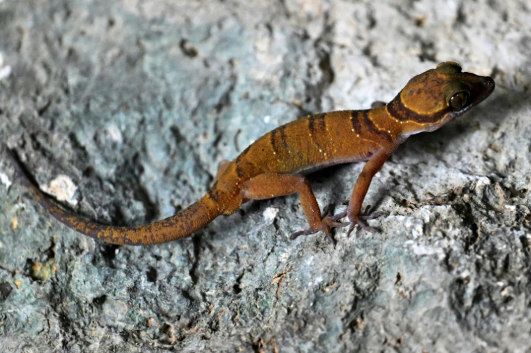 Un gecko photographié le 22 juillet 2025 dans une chambre d'hôtel de Phnom Proek, dans la province de Battambang, au Cambodge  ( AFP / TANG CHHIN Sothy )