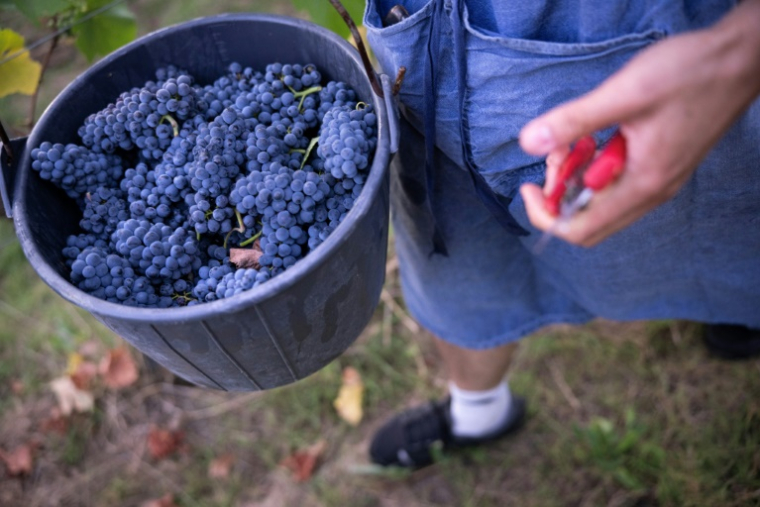 Un seau rempli de grappes de pinot noir destiné à la production de Crémants, lors des vendanges au Domaine Moellinger, à Wettolsheim (Est de la France), le 19 août 2025 ( AFP / SEBASTIEN BOZON )