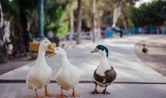 (Crédits photo : Unsplash -  Josue Michel )