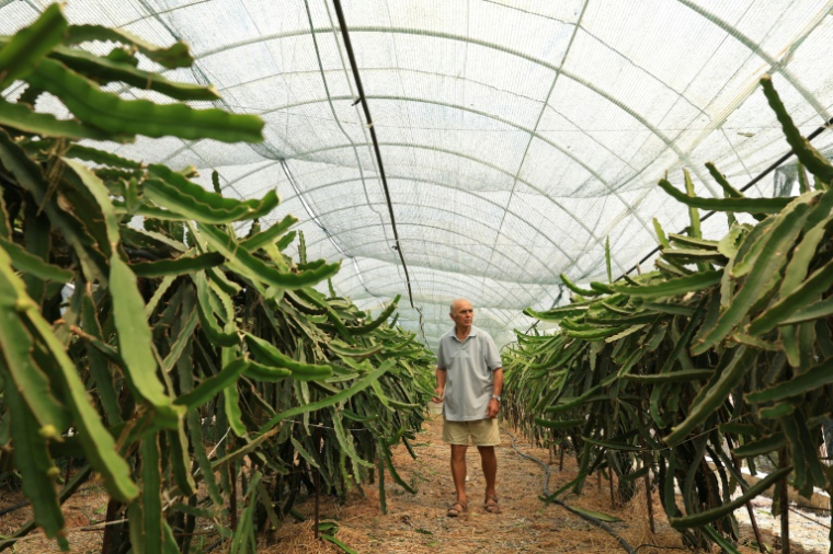 L'agriculteur Irakli Shkoza dans la serre de sa ferme où poussent des fruits du dragon, à Divjake, en Albanie, le 1er juillet 2025 ( AFP / Adnan Beci )