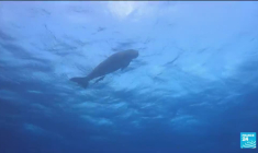 Mayotte : un plan d'action pour protéger le Dugong, espèce menacée