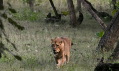 Une lionne marche le 9 novembre 2025 dans le P réserve  Parc national de Gir, dans l'Etat du Gujarat, dans l'ouest de l'Inde ( AFP / Indranil MUKHERJEE )