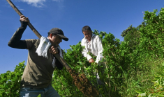 Nicolas et Alirio Caicedo arrachent des plants de coca dans le cadre du plan d'arrachage lancé par le gouvernement, à Argelia, dans le département du Cauca, en Colombie, le 6 mai 2025 ( AFP / JOAQUIN SARMIENTO )