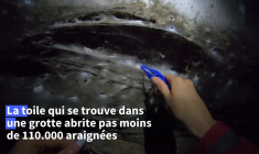 Grèce: découverte d'une toile géante avec 111.000 araignées dans une grotte